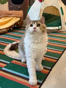 selkirk rex long hair golden white kitten curly