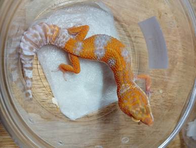 Leopard Gecko
