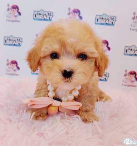 Maltipoo