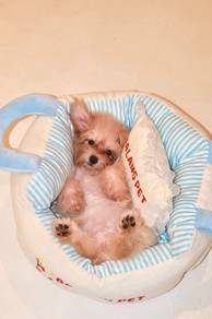 J0907 Silkese Charming Little Puppy