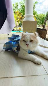 cat mating