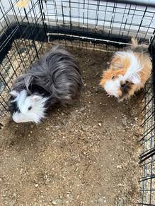 guinea pigs