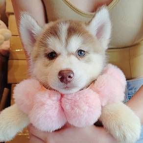 Wooly Husky