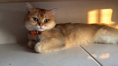 bsh golden