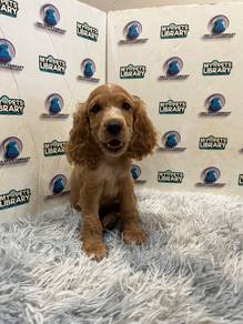 Cocker spaniel puppy