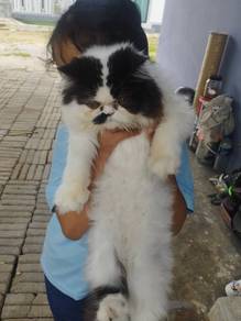 Kucing Betina Semi Flatface