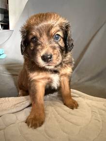Poodle mix Australian shepherd puppies for sale