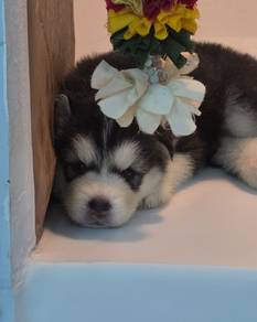 Pure Siberian Husky Male 💙 🐶 