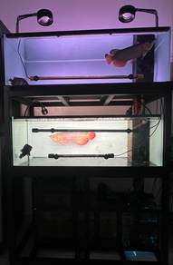 Industrial Style Aquarium Tank & Fish