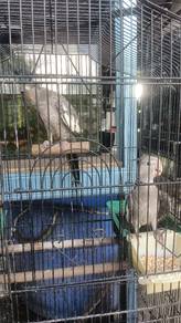 Burung cocktiel