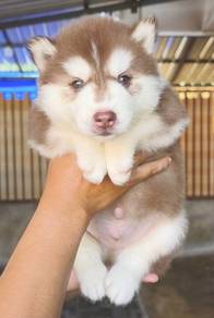 SIBERIAN HUSK PUPPIES 🌻 Boy~Girl Sb118