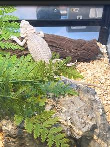 Hypo Zero bearded dragon for sale