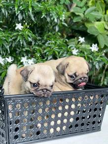 Pug