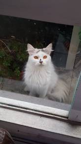 kucing parsi