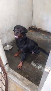 Rottweiler 