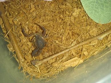 Scorpling H.H/CGK tarantula sling