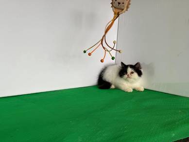 persian