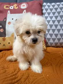 Shih Tzu mix