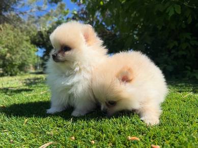Adorable Pomeranian Puppies Available – JB