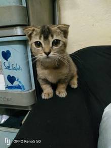 munchkin 