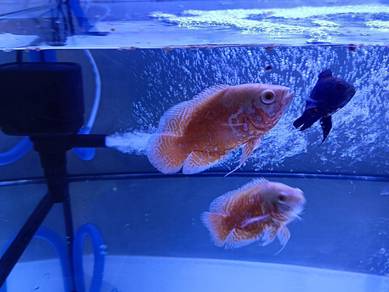 oscar albino fish 