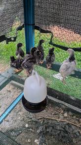 Ayam Barred Plymouth Rock (BPR)