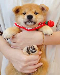Shiba inu