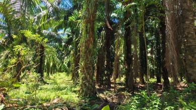 Agricultural Land in Manong, PRK