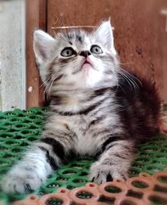 American Shorthair Kitten