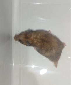 Male Syrian Hamster Yellow Black