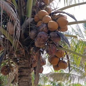 Kelapa tua untuk dijual