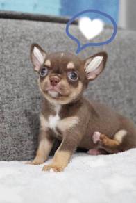 CHIHUAHUA PUPPIES CH281🌷 Head Apple Female