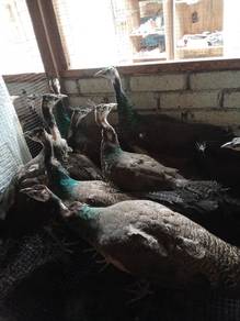burung merak 