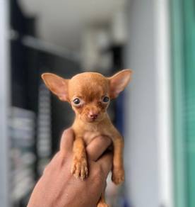 Tiny, cute & adorable Chihuahua puppies available!