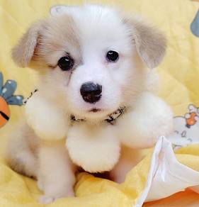 Corgi