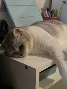 BSH Golden & Grey
