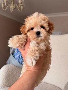 Doll-like Maltipoo Big Eyes Teddy Face Baby Dog