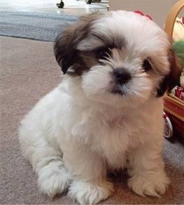 T4091 Irresistible Shihpoo / Fluffy / Teddy Face /