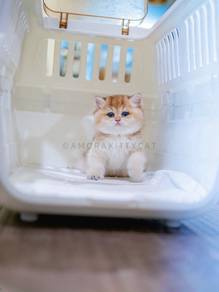 BSH British Shorthair Kitten Female - Chibi