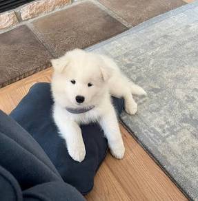 Angelic Samoyed Cute Fluffy Puppy Baby Puppy