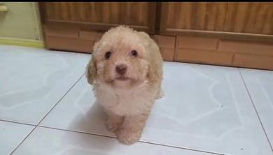 Cream Colour Female Toy Poodle