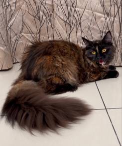 Maincoon Female