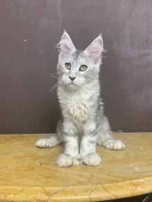 Maincoon sliver tabby(tapak besar)