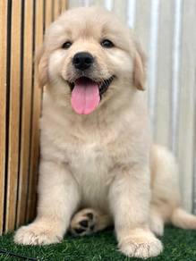 Golden retriever High Quality Female puppy