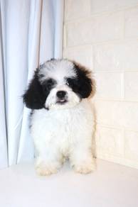 J0393 Shihpoo Curly Coat Teddy Face Puppy