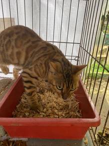 bengal
