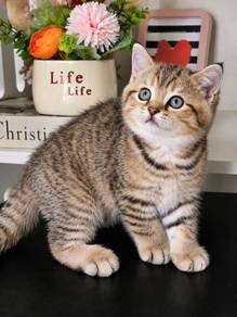 Tricolor BSH British Short Hair pure Breed