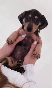 J0110 Dachshund Adorable Sausage Dog Puppy