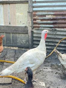 ayam belanda