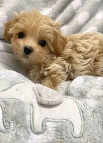 Skittering Small White Fluffy Puppy Hypoallergenic